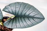 Alocasia nebula